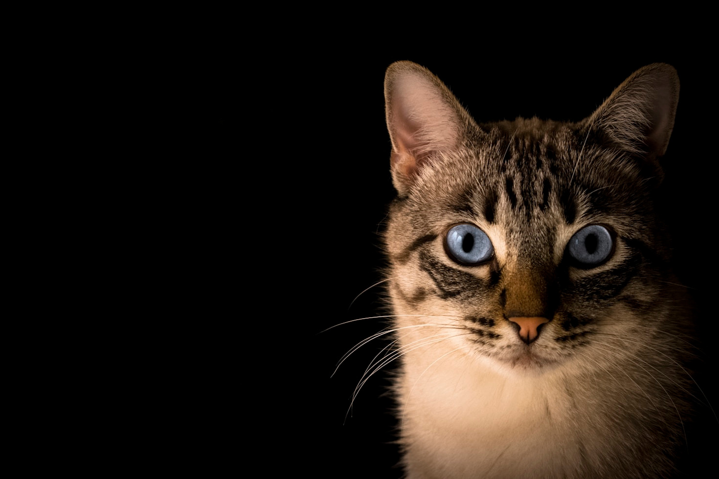 Beneficios de una alimentación equilibrada para gatos