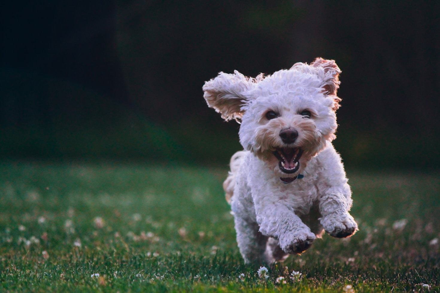 Consejos esenciales para el cuidado de mascotas