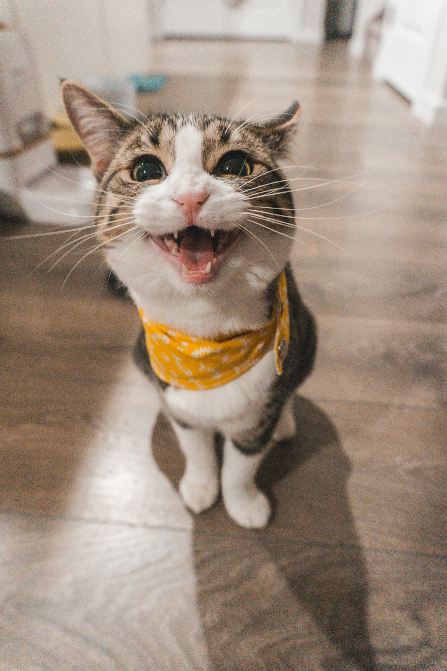 Cómo crear un espacio cómodo para tu mascota