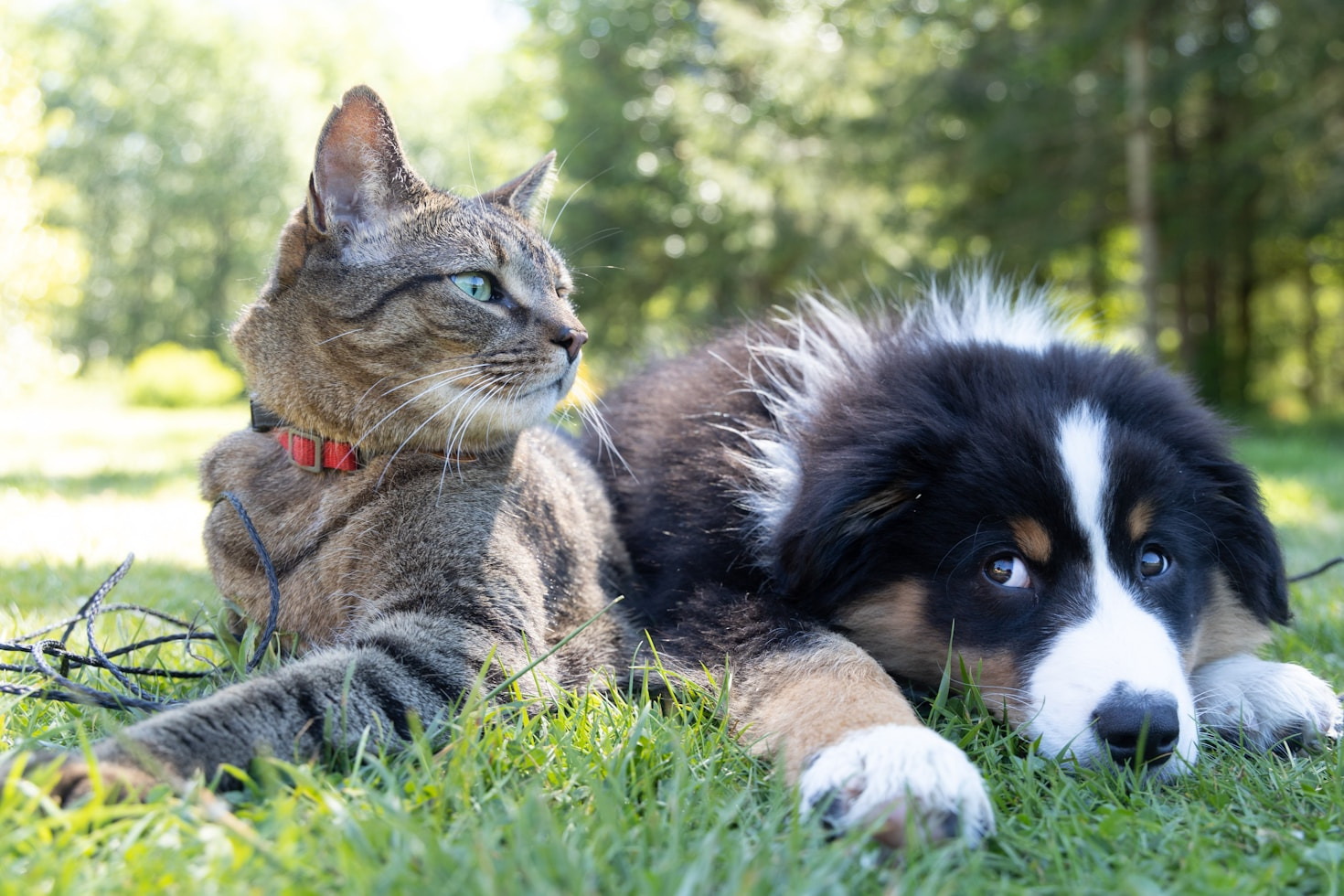 El impacto de productos de calidad en mascotas